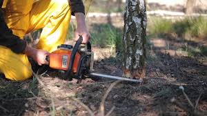 Best Tree Disease Treatment  in Sparkill, NY