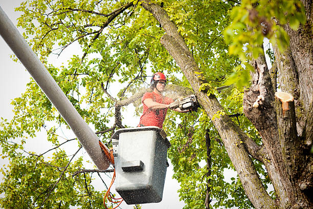 Best Tree Removal  in Sparkill, NY
